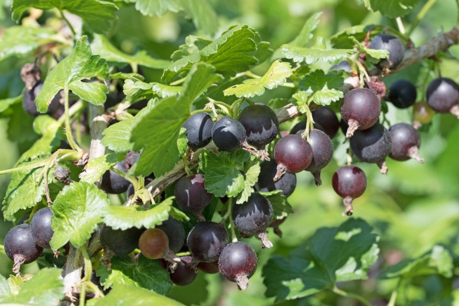 Йошта цветет