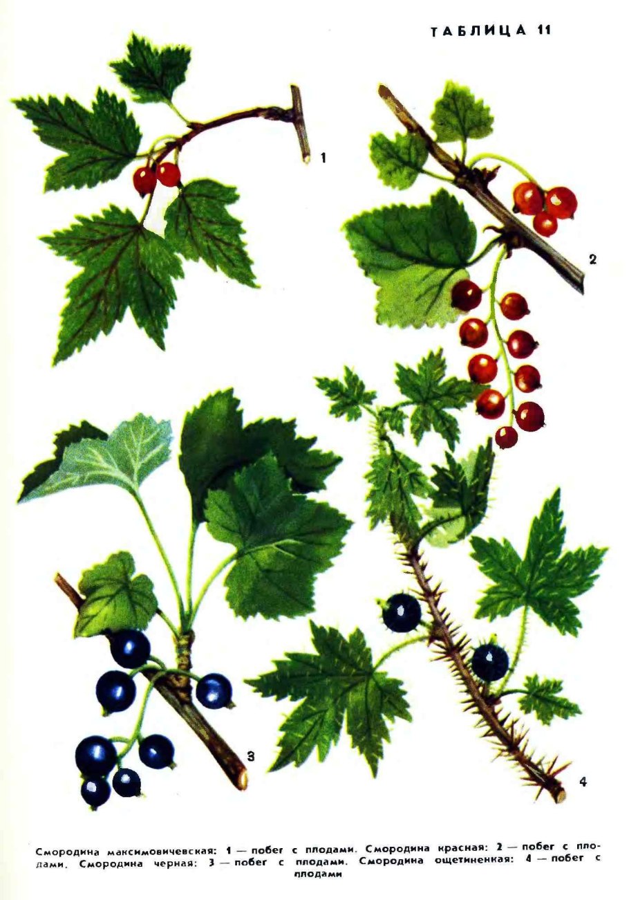 Смородина черная гербарий