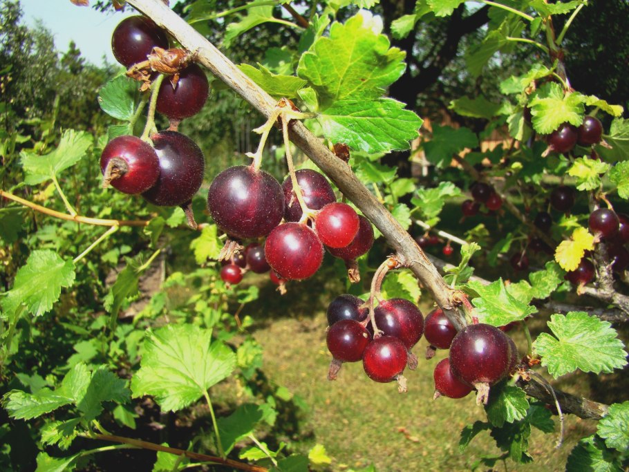 Черника брусника Кислица