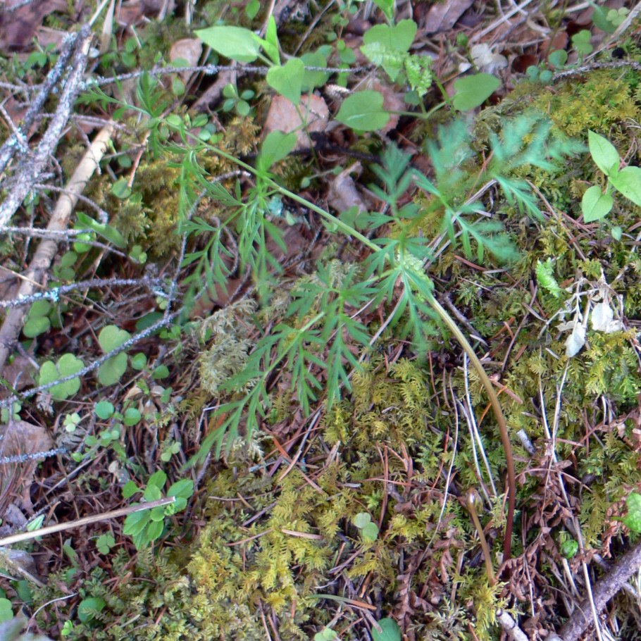 Асплениум зеленый