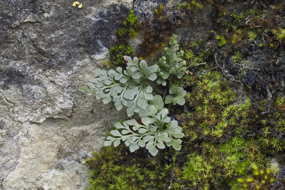 Телефора гвоздичная (Thelephora caryophyllea)