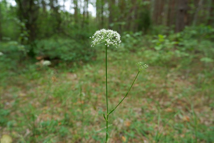 Костенец Владимирская область