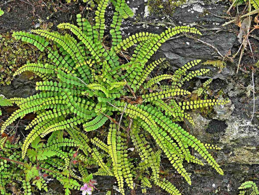 Костенец Чехия