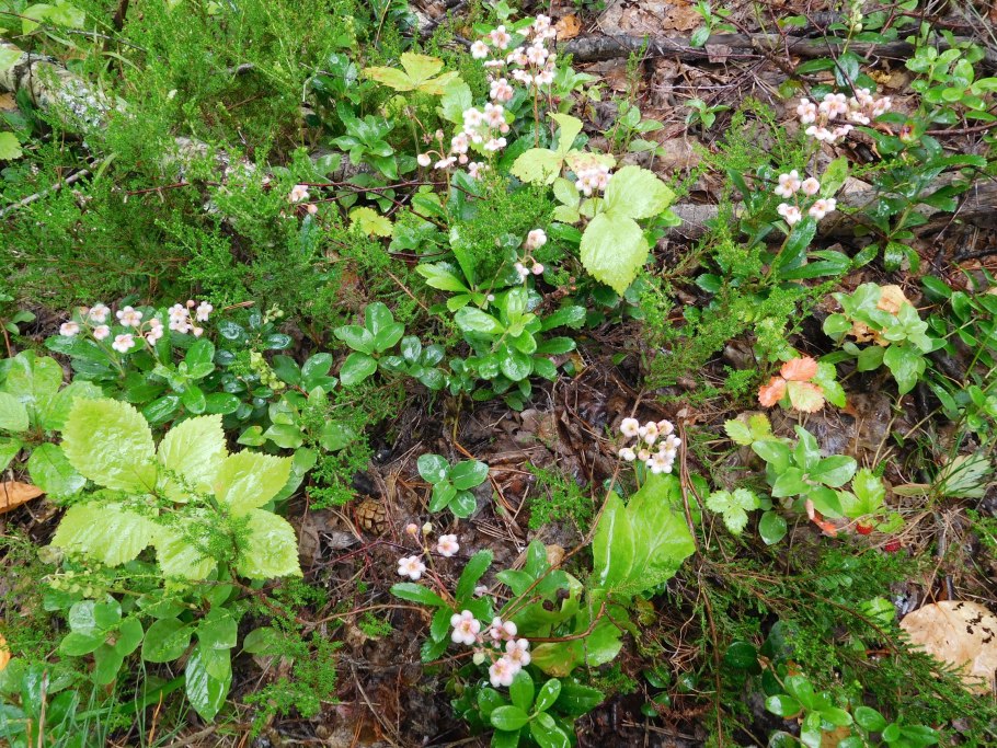 : Костенец Северный Asplenium Septentrionale (l.) Hoffm
