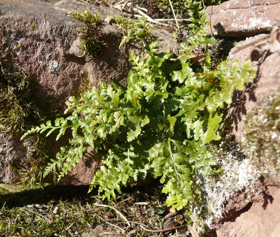 Asplenium adiantum nigrum
