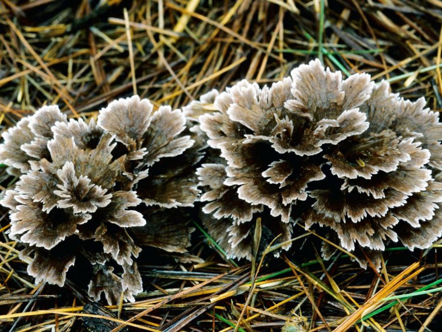 Костене́ц зо́нтичный растительная трава