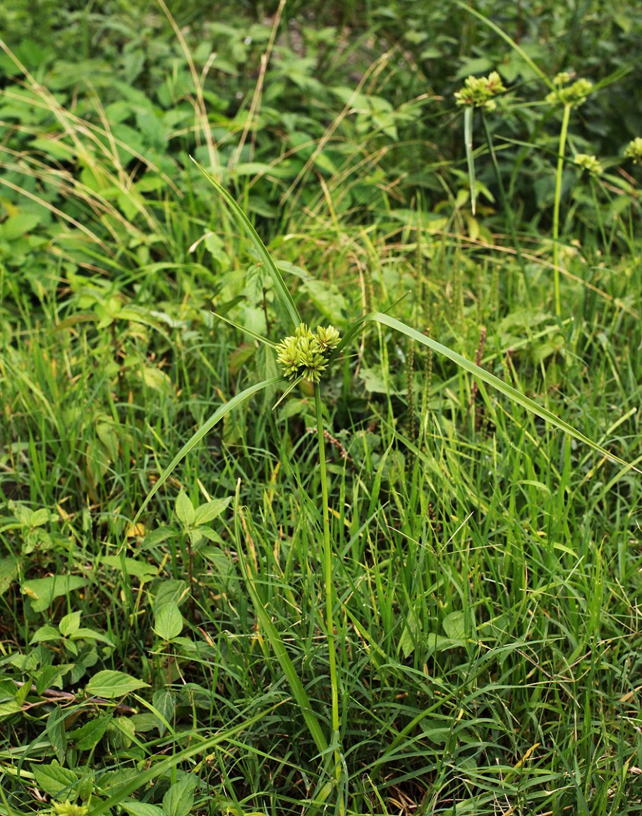 Костене́ц зо́нтичный растительная трава