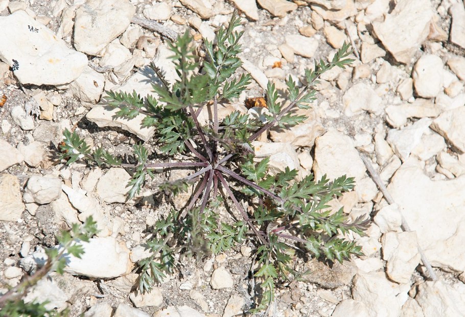 Папоротник асплениум Фейн