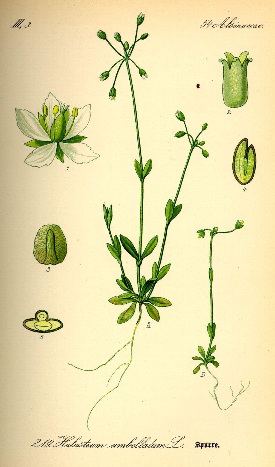 Сусак зонтичный семена