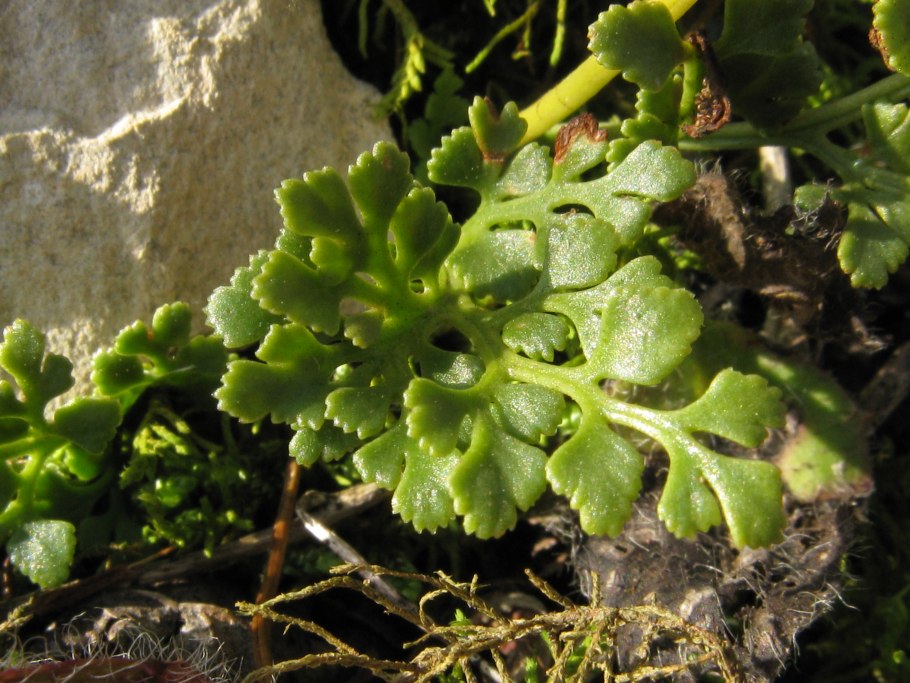 Костенец скребница (Asplenium Ceterach)