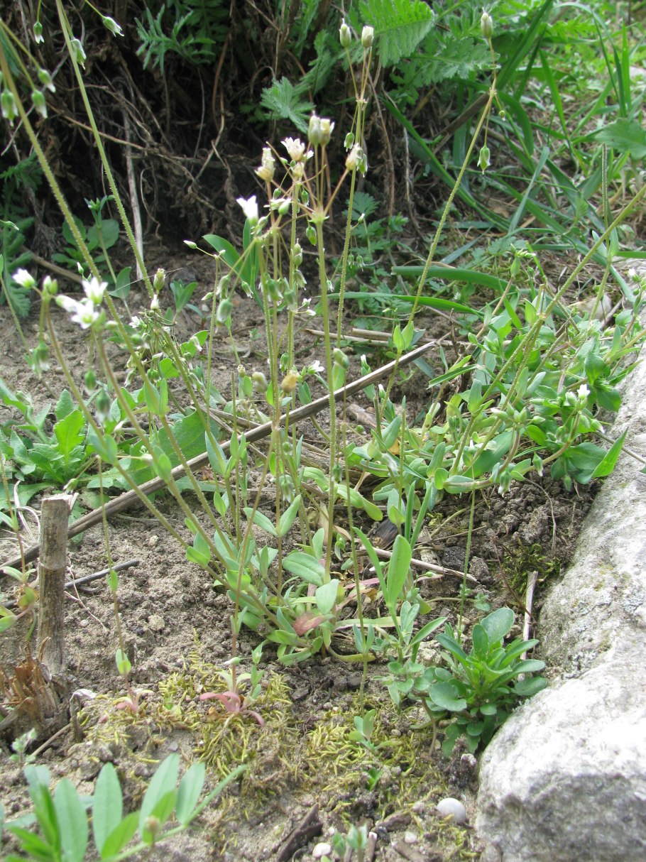 Семейство Камнеломковые представители