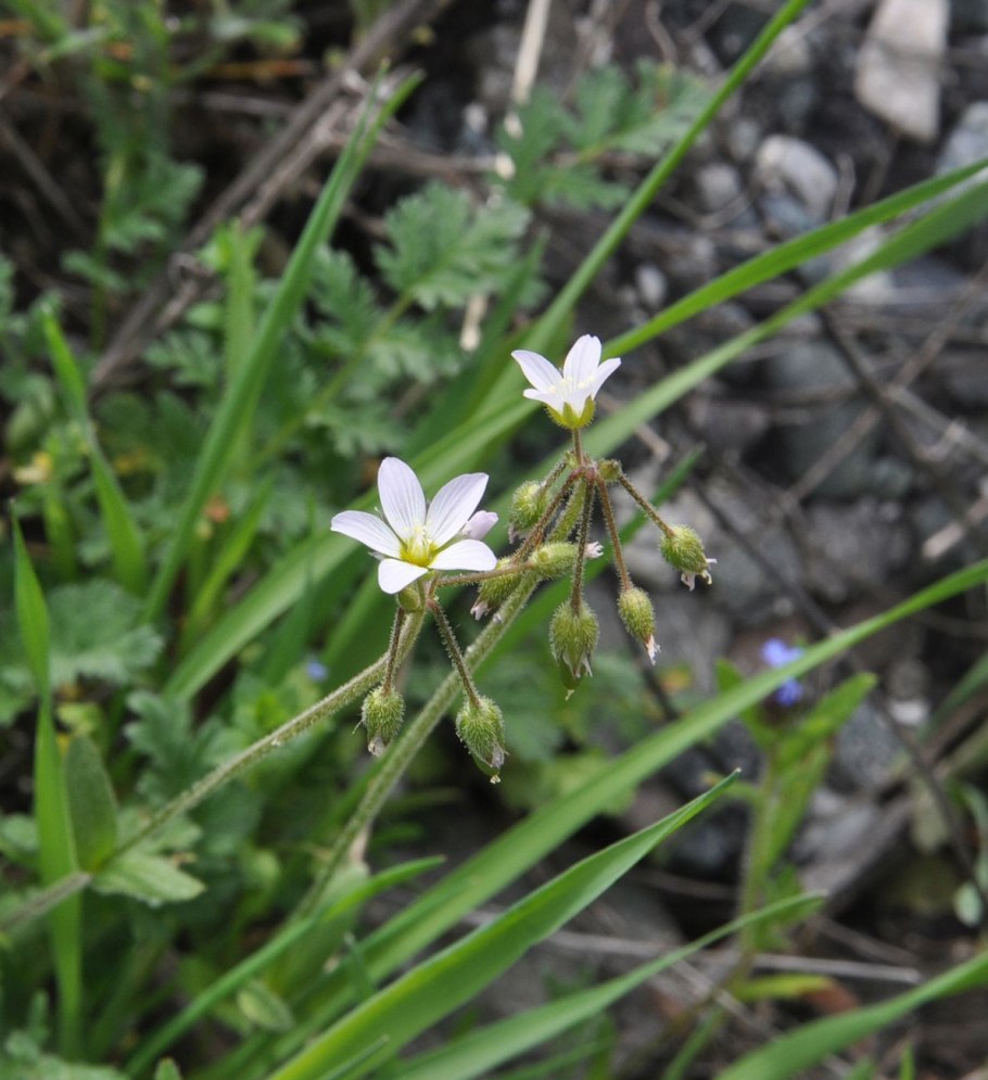 Костенец из семян