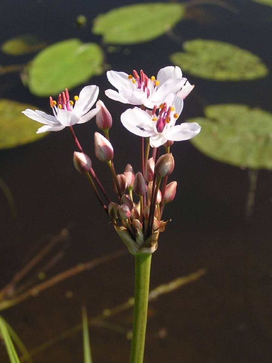 Butomus umbellatus