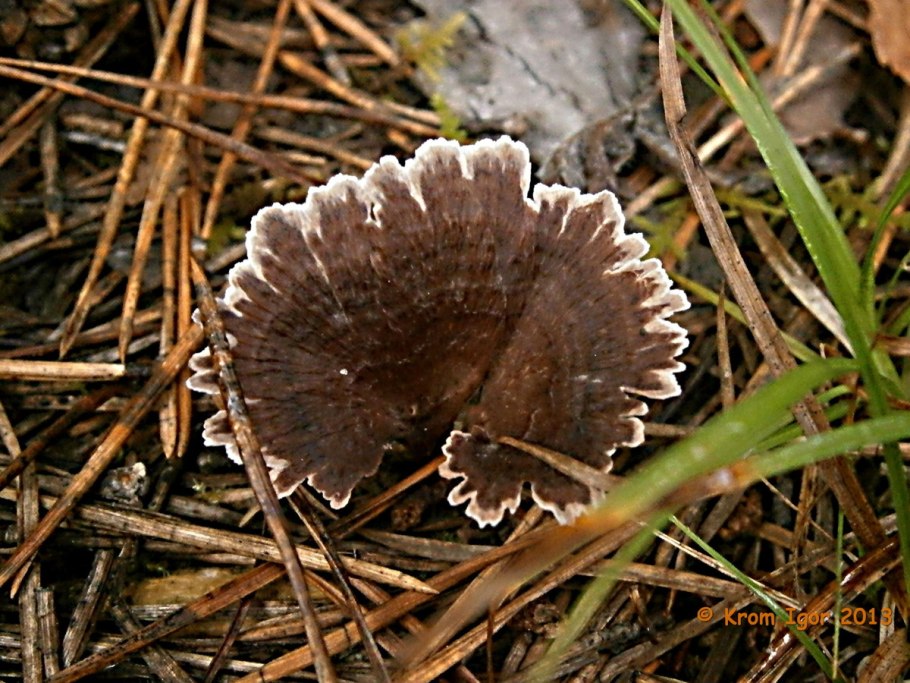 Thelephora terrestris
