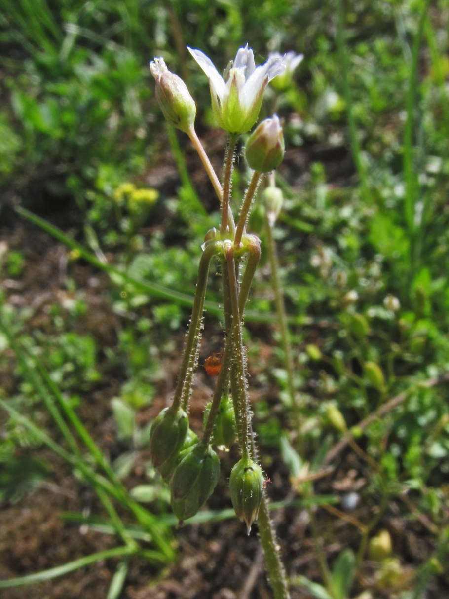 Трава Плантариум