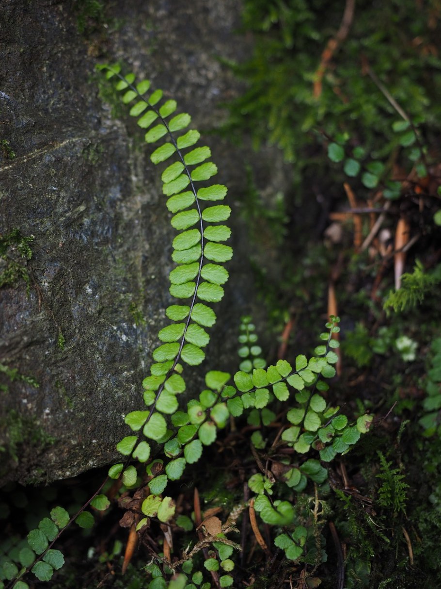 Asplenium Marinum