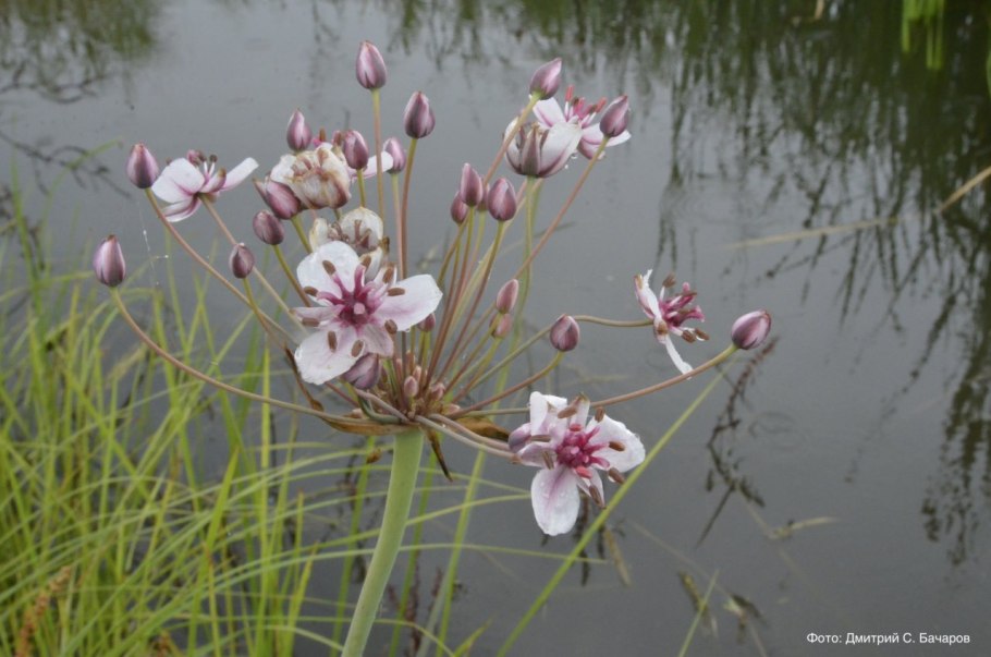 Костенец черный Asplenium Adiantum