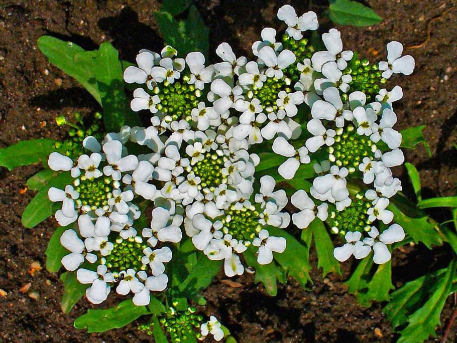 Цветы иберис