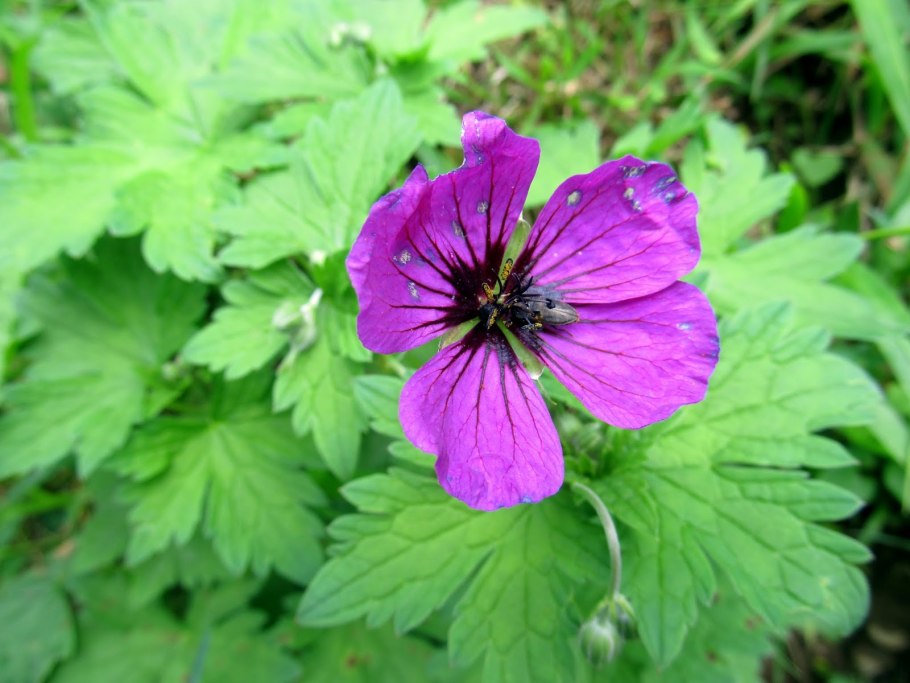 Герань Geranium psilostemon Iwan