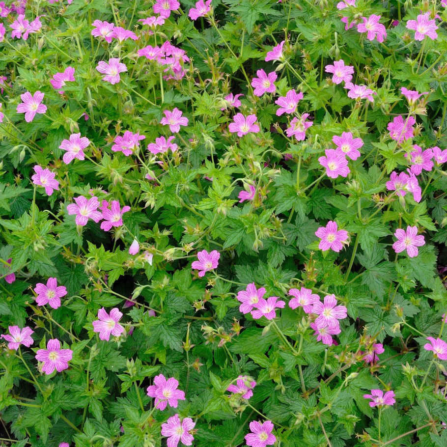 Герань. Лесная синяя