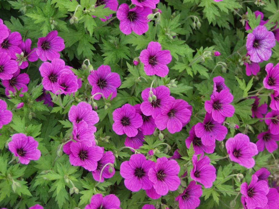 Герань Нимбус