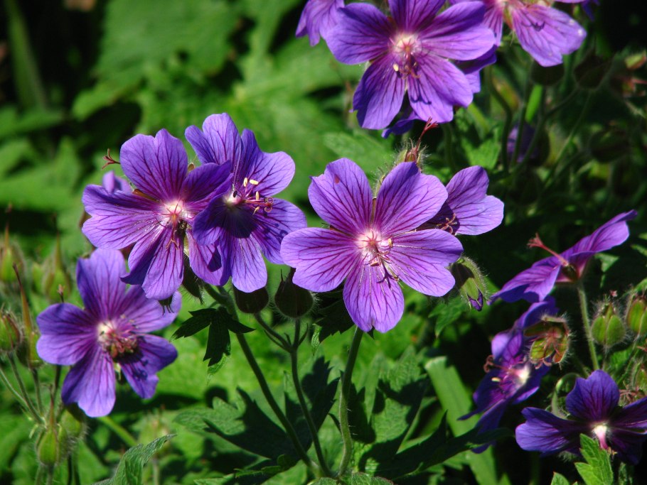 Geranium psilostemon Iwan купить