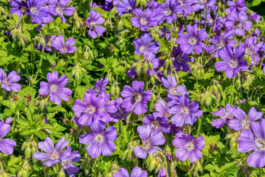 Герань кроваво-красная (Geranium sanguineum)