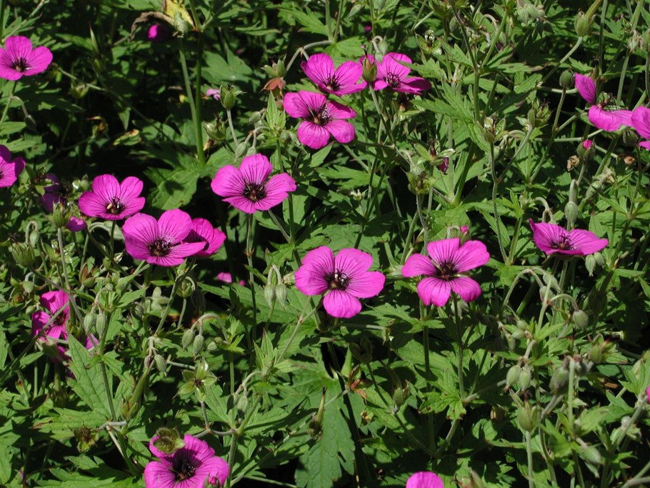 Geranium psilostemon