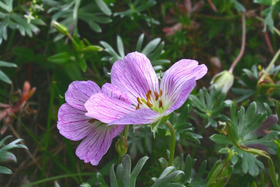 Geranium argenteum