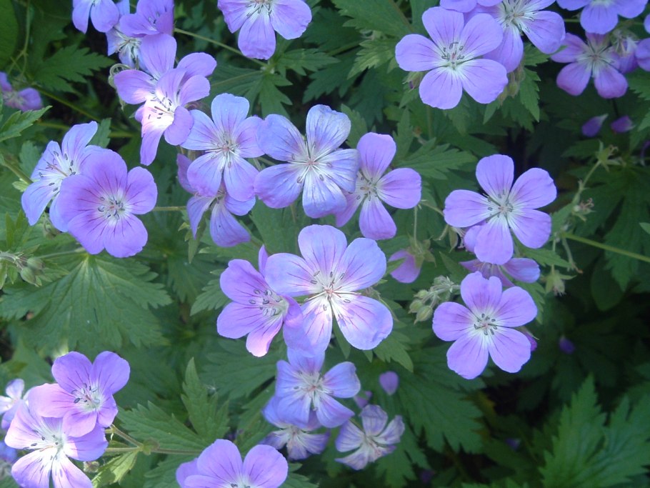 Герань Патриция