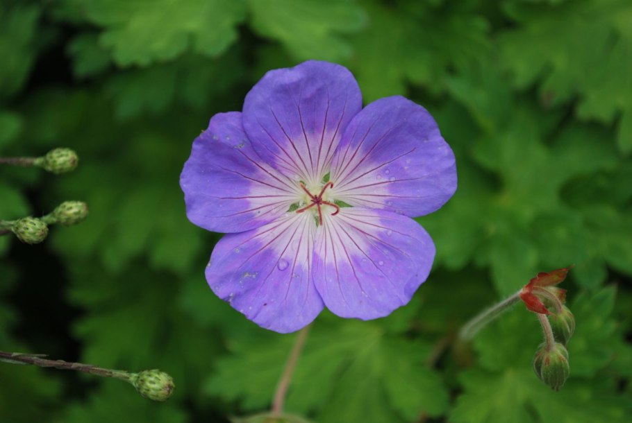 Geranium pyrenaicum