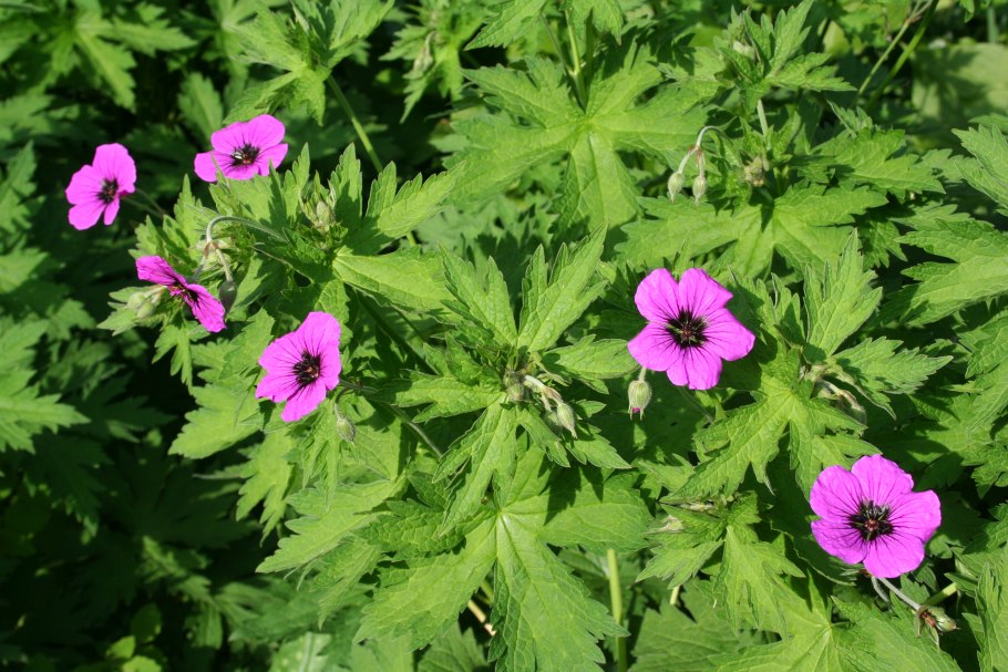 Герань Geranium psilostemon Iwan