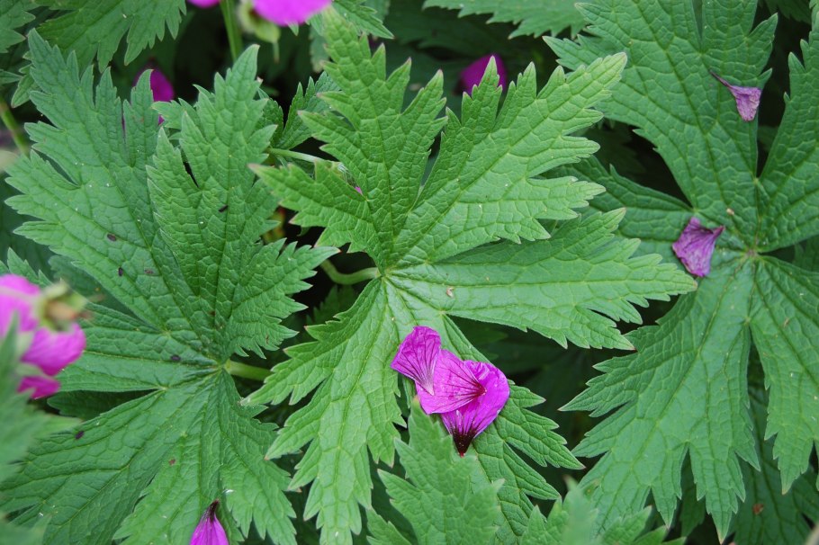 Герань Луговая Laura