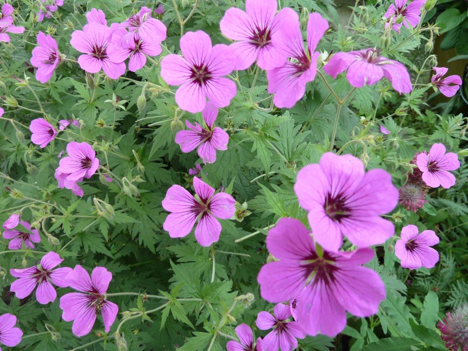 Psilostemon little David