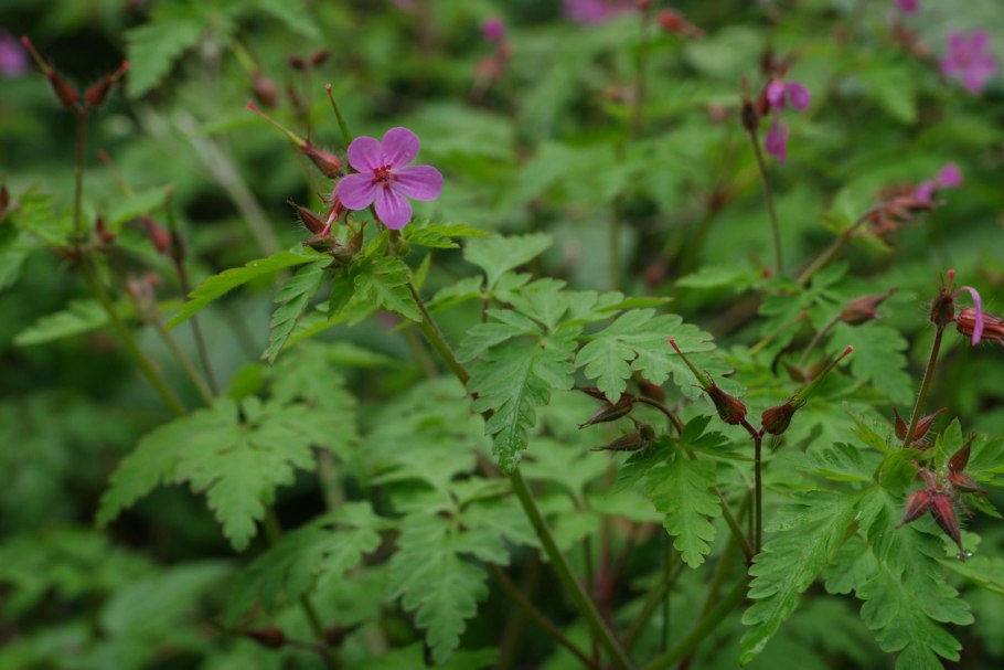 Герань роберта