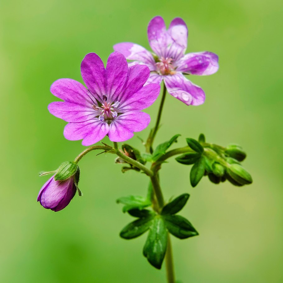 Geranium columbinum