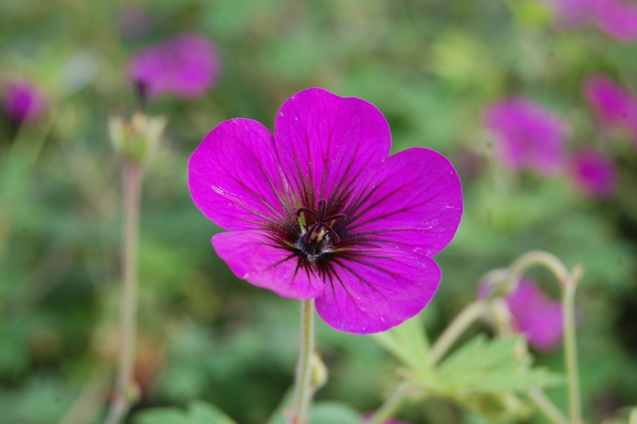 Geranium sanguineum max frei
