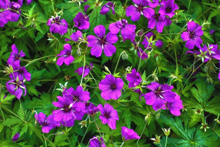 Герань гибридная (Geranium x hybridum &#96;Sirak&#96;)