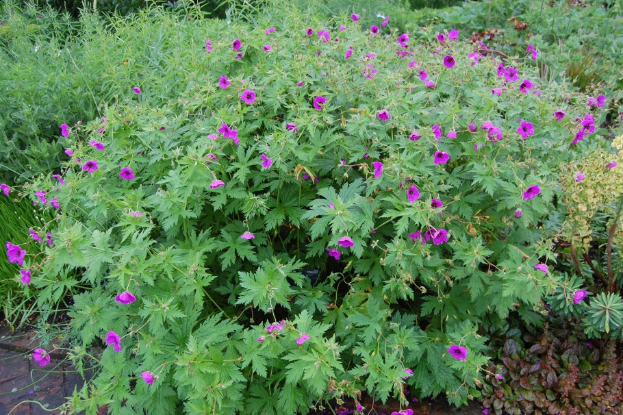 Geranium psilostemon