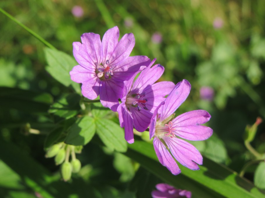 Geranium pyrenaicum