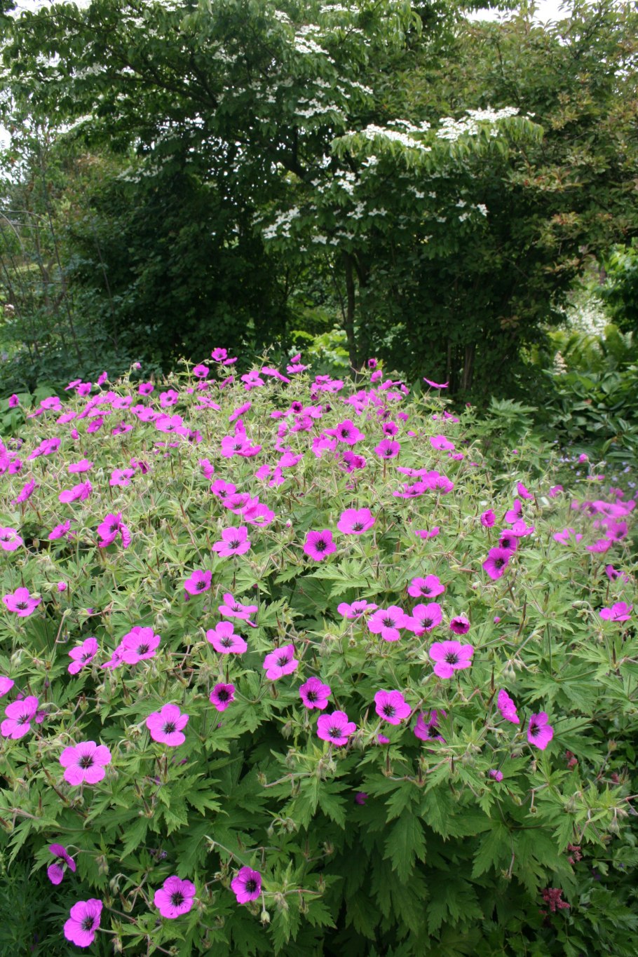 Кроваво красная герань Луговая