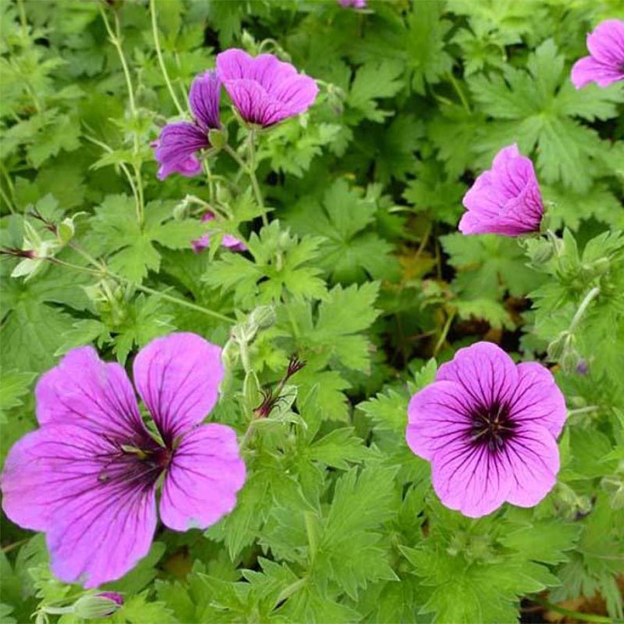 Герань Geranium psilostemon Iwan