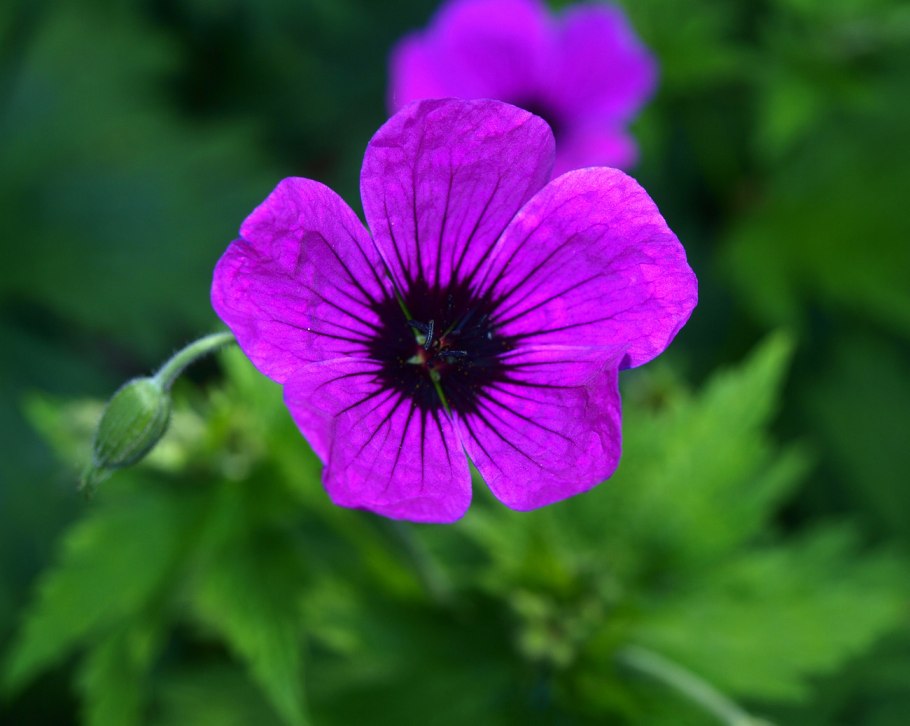 Герань мелкотычинковая Ivan