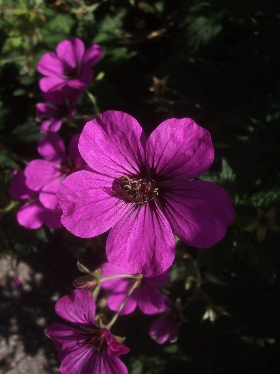 Герань Энн Фолкард