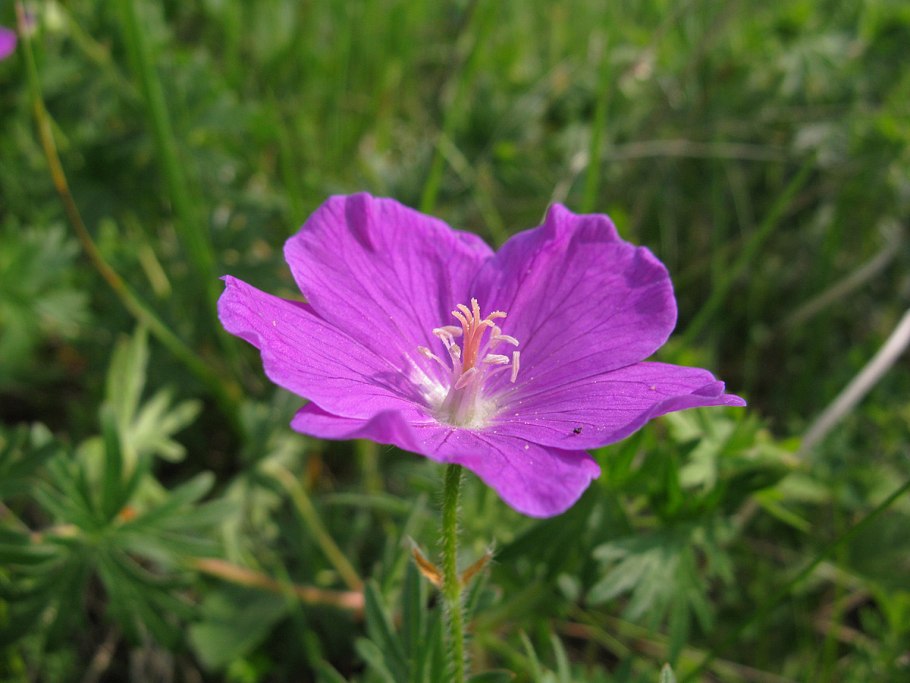 Герань кроваво-красная эльке