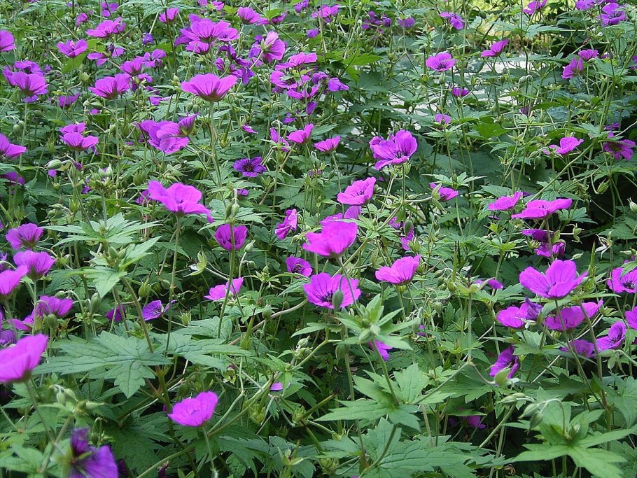 Герань мелкотычинковая Ivan