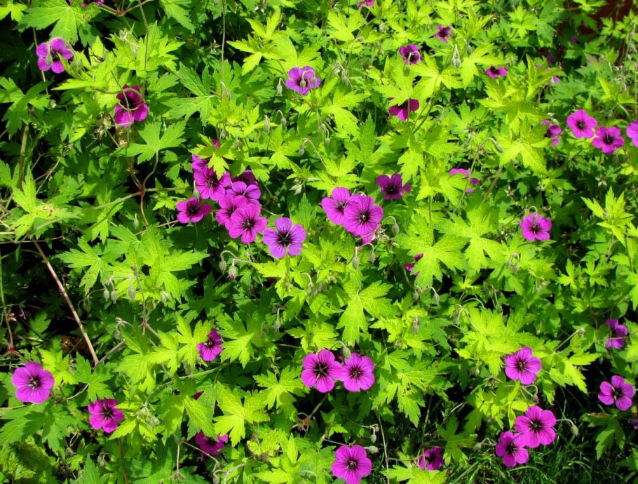 Geranium psilostemon