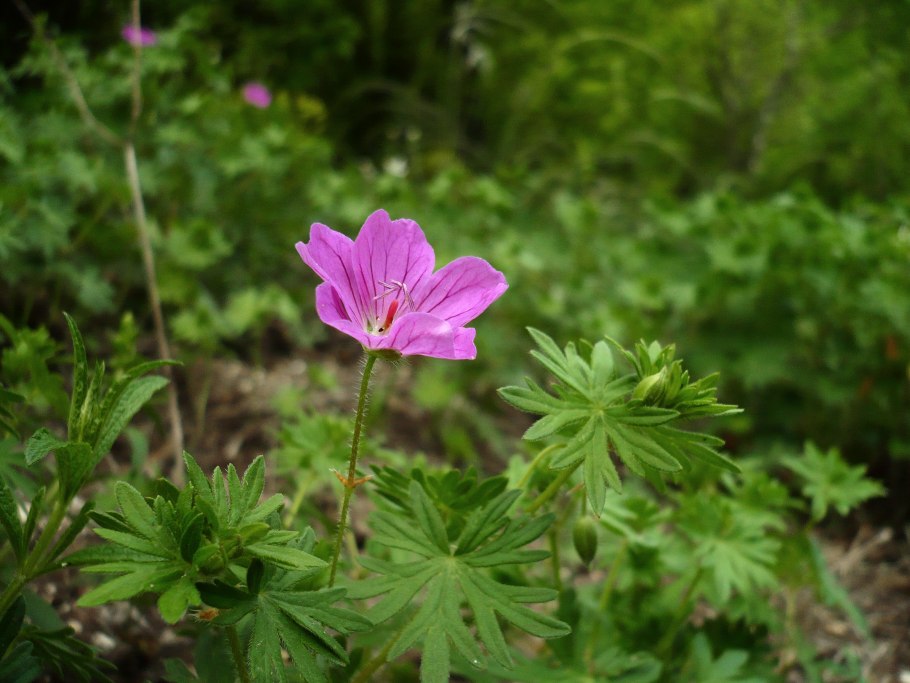 Герань кроваво красная