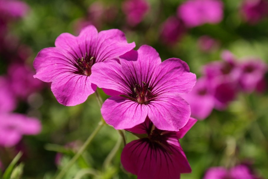 Герань кроваво-красная (Geranium sanguineum) «Розанна»