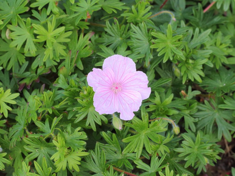 Герань гибридная (Geranium hybride) ‘Sue Crug’